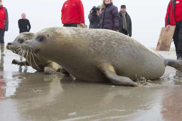 Two seals pups who were stranded last summer on the Belgian coast are released into the North Sea by the Sea Life Center of Blankenberge, on March 1, 2013. (Photo by Kurt Desplenter/AFP Photo)