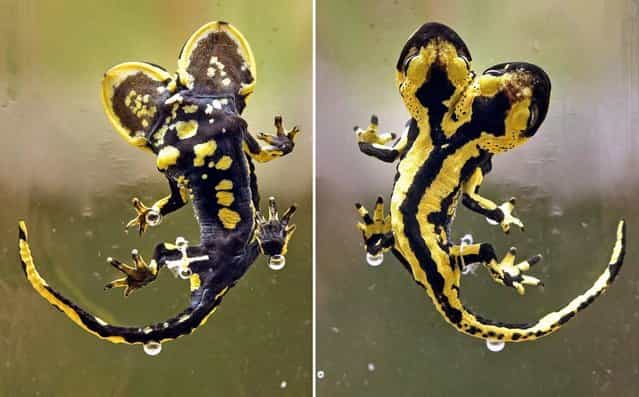 This combo of photos shows a dead fire salamander from below (L) and up (R) with two heads on display at the Central Magazine of the Scientific Collections (ZNS) of Halle University in Halle, Germany, on February 22, 2013. The seven cm long salamander was raised by a breeder in Plauen and lived as conjoined twin for one-and-a-half years. (Photo by Jan Woitas/AFP Photo)