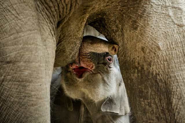 A newborn elephant drinks milk of its mother in the Zoo of Copenhagen February 25, 2013. The unnamed elephant was born early this morning. (Photo by Torkil Adsersen)