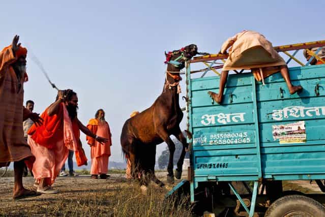 Hindu holy men try to load their horse on to a truck before leaving from Allahabad at the end of Maha Kumbh festival in India, February 27, 2013. (Photo by Rajesh Kumar Singh/Associated Press)