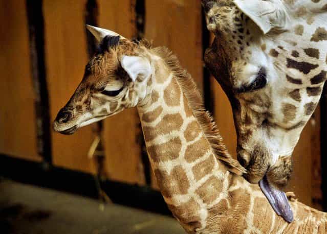 A newborn giraffe is nursed by his mother Aja Sabe at the Zoo in Gelsenkirchen, Germany, February 25, 2013. (Photo by Martin Meissner/Associated Press)