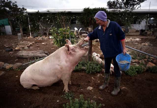 Farmer Lindy Haynes rubs the snout of her favourite pig named 'Peanut' outside her home on her property known as [Pigsville] in the New South Wales town of Mudgee, located 250 km (155 miles) west of Sydney March 2, 2013. Haynes believes that all farm animals should be [free range], and allows the pigs, chickens, cats and dogs on her farm to move freely in and out of her house, with most sleeping inside at night. (Photo by David Gray/Reuters)