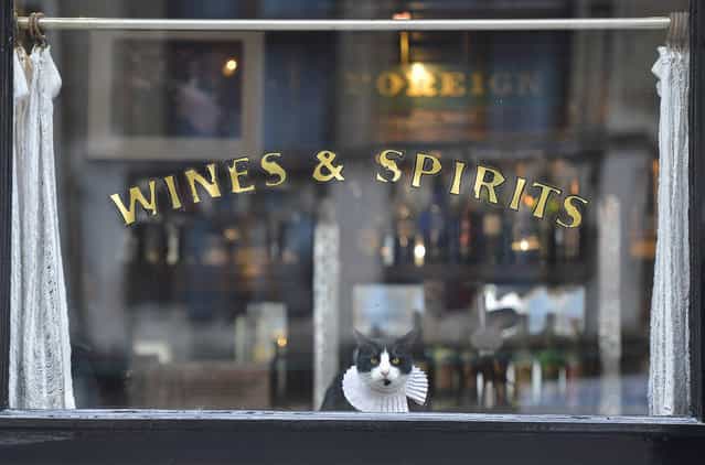A cat watches passers-by from a pub window in central London, February 27, 2013. [Ray Brown] is the resident cat at the seventeenth century public house, [The Seven Stars] in the legal district of London. (Photo by Toby Melville/Reuters)