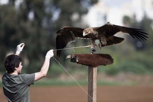 A worker of the Ramat Gan Safari Park Wildlife Hospital pulls a string tied to the claw of a female Imperial Eagle as he helps it to regain its flying ability at a park near Tel Aviv March 3, 2013. Brought to the wildlife hospital some four months ago with a broken wing, the eagle underwent surgery and physiotherapy. The training is needed in order to build the eagle's flight muscles, which were atrophied while it was recovering from the injury. The eagle will be released in a few days, safari spokeswoman Sagit Horowitz said on Sunday. (Photo by Nir Elias/Reuters)