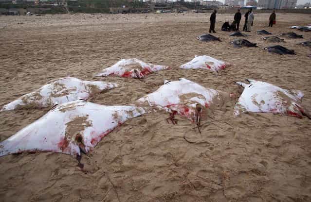 Palestinians stand next to Devil Rays laid on a beach in Gaza City February 28, 2013. Gaza fishermen have caught more than 200 Devil Rays over the past two days, a rare haul that was proudly displayed on the beach before being carried off to market on donkey carts. (Photo by Ahmed Zakot/Reuters)