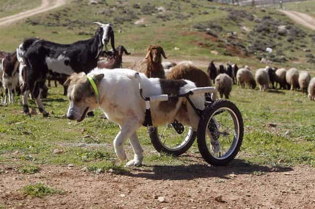 Abayed, a 6-year-old herding dog, walks with a specially-made wheeled walking aid outside the Humane Center for Animal Welfare near Amman, Jordan on February 26, 2013. The dog was hospitalized and treated after a bullet pierced his spine and paralyzed him two years ago. (Photo by Ali Jarekji/Reuters)