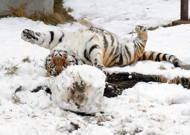 This is the hilarious moment an adult tiger gets ready to pounce on a meat covered snowman as he enjoys a wintery treat. Max, a two-year-old Amur tiger, took advantage of the icy storms sweeping across North America by playing in the snow. The big cat was seen licking and pouncing on the snowman, which was made with meat for eyes and bones for feet. The powerful beast then went on to entertain baying crowds as he rolled around on the floor and played football with the snowmans head. (Photo by Jim Schulz/Splash News)