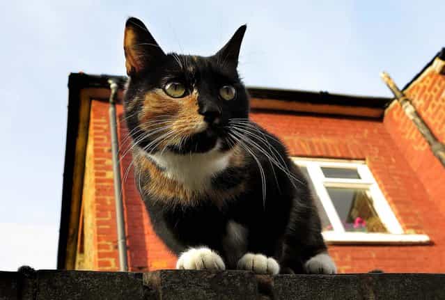 A cat sits on a wall in London, March 2, 2013. The London Zoo is launching what it says is the first interactive map of the British capital's domestic cats. The zoo said that its interface would allow Londoners to upload scientific survey-style photos, descriptions, and locations of their cats, creating a capital-wide census of the city's felines. (Photo by Kirsty Wigglesworth/Associated Press)