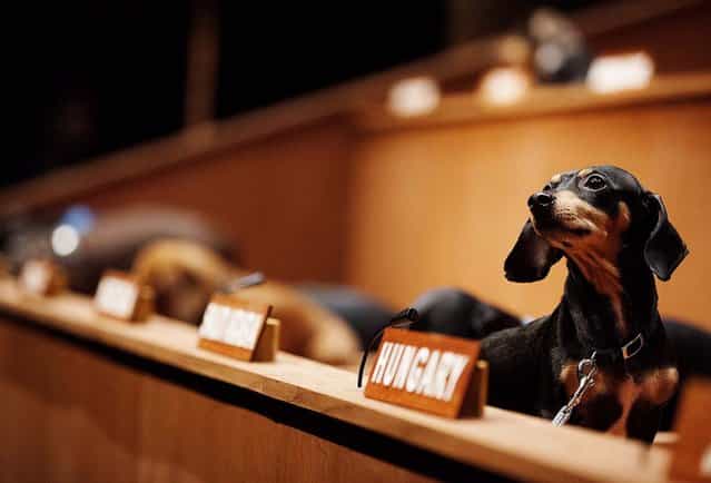 Dachshunds sit in their positions for the performance installation [Dachshund UN], where the dogs were used to mimic a United Nations Commission on Human Rights meeting, in Toronto, February 28, 2013. Australian artist Bennett Miller created the show to question humanity's potential for creating a universal justice system. (Photo by Michelle Siu/The Canadian Press)