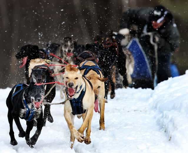 Justin Fortier of St. Raymond, Quebec guides his sled dog team to the finish line to win the open class of the Laconia World Championship sled Dog Race in Laconia, N.H., March 3, 2013 (Photo by Jim Cole/Associated Press)
