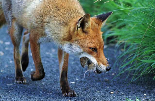 M) Highly commended – David Gibbon. I took this photo of a male Fox after he had collected two voles and carried them off. I managed to capture this shot of him just after he picked them up. This shot amazed the mammal expert at BBC Wildlife magazine, who said he had never seen a male Fox carry off voles as it’s normally the Vixen who would pick up voles and them to the cubs.