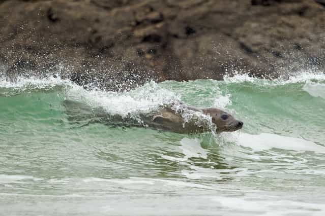 I) Highly commended – Tim Hunt. Surfing seal – This surfing seal was taken at Godrevy on the north coast of Cornwall. It shows interesting behaviour that I have never seen before. I preempted this was going to happen as it was showing signs of being playful, so I stayed even longer to see if it would do what I was hoping it would do.
