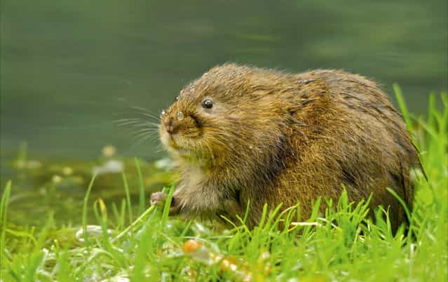 E) Under 18 Winner – Alex Berryman. Water Vole – Unfortunately this is becoming a much rarer sight in my area with just a few isolated populations left, mainly caused by the American Mink in this area. For this image I was lying down on the muddy bank in order to try and capture the Water Vole at eye level as it fed on the short grass!
