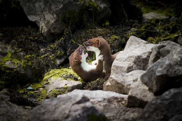 G) Highly commended – Joel Walley. Each year a family of Stoats raise young along the rocky edge of the Conwy estuary, in North Wales. This is part of the RSPB reserve and, the young animals quickly become accustomed to people walking nearby along the estuary path. I was fortunate enough to see them on several occasions, and on this instance was lucky enough to see these two juveniles play fighting amongst the rocks and seaweed for the best part of an hour. Before seeing this family, my Stoat sightings had largely consisted of fleeting glimpses of animals sprinting along field edges. Seeing these animals and being able to observe them growing and developing in such a different habitat has given me a whole new insight into the species.