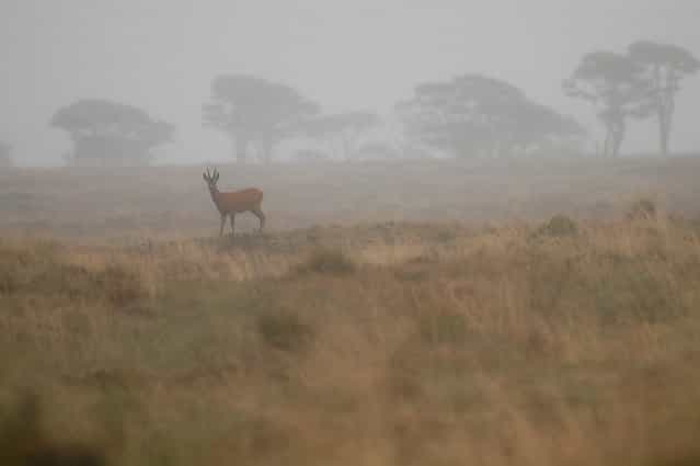D) Member Winner – Becky Cartwright. Roe Buck in the Fog – This photograph will always remind me of one of my most intimate moments with a beautiful British Mammal. I was staying at Malham Tarn Field Centre and one morning before breakfast set out for a peaceful walk to Tarn Moss, a raised bog habitat noted for it's special assemblage of flora and fauna. This Roe Buck, emerged from the early morning mist and we shared a few moments observing one another before the deer leaped away across the Moss. It was worth getting up early to see this usually shy and beautiful animal in these surroundings.