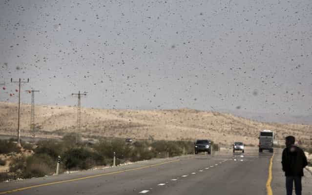 A swarm of locusts fly on March 6, 2013 above a highway in the Israeli village of Kmehin in the Negev Desert near the Egyptian border. According the UN Food and Agriculture Organization (FAO) a swarm of tens of millions of locusts has overtaken Egyptian desert land in the past few days and is heading to the Gaza Strip, Israel and Jordan. (Photo by Menahem Kahana/AFP Photo)