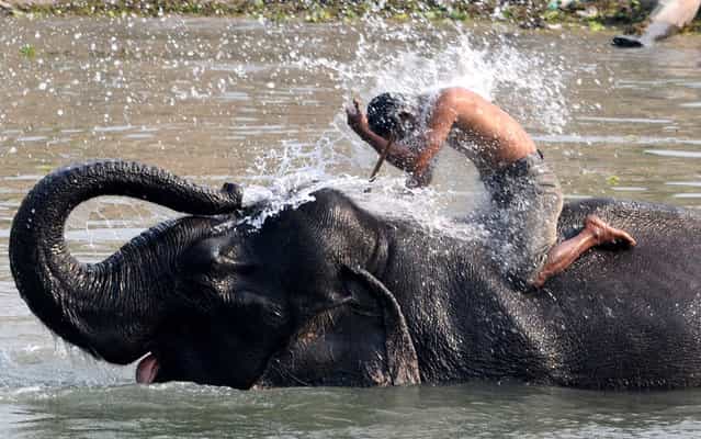 A mahout receives a dousing from his elephant on March 5, 2013, ahead of the tourist season, when they provide rides to visitors at the Pobitora Wildlife Sanctuary near Guwahati, India. (Photo by Biju Boro/AFP Photo)