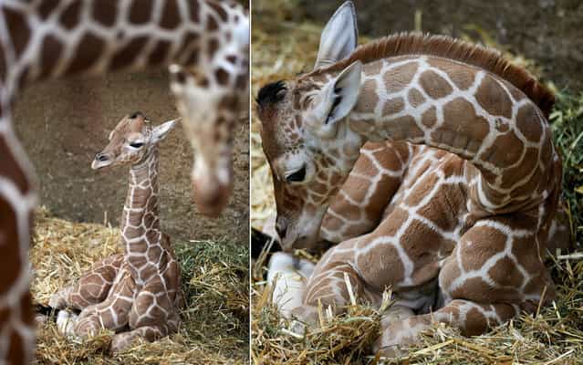 A baby giraffe lays in the straw on March 8, 2013 at the Zoo in Duisburg, western Germany. The male baby giraffe, 1.70 meters (or about 5.5 feet) tall, was born during the night of March 5, 2013 at the Zoo. (Photo by Bernd Thissen/AFP Photo)