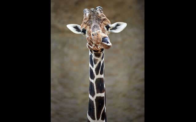 Giraffe cub in the Zoo of Duisburg, Germany, on March 8, 2013. (Photo by Bernd Thissen/AFP Photo)