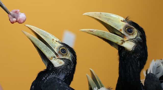 One of three 2-month old Oriental Pied Hornbills feeds on a dead mouse at the Jurong Bird Park's Breeding and Research Center in Singapore, March 8, 2013. These three birds were hatched after a successful artificial incubation at the bird park after their eggs were rescued on an off-shore island in Singapore. (Photo by Wong Maye-E/Associated Press)