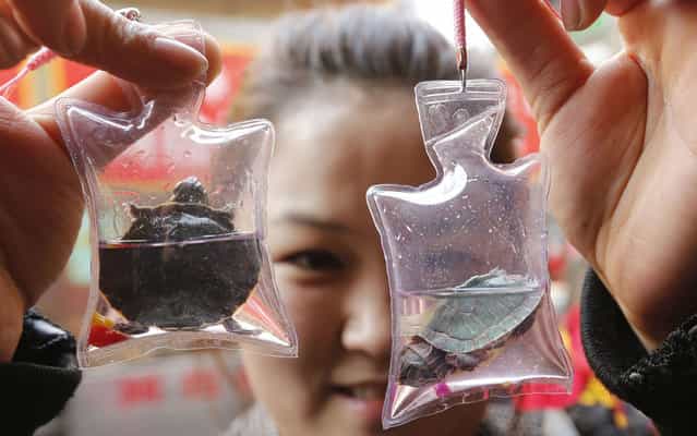 Woman displays small turtles in plastic bags, for sale in a shop in Beijing, China, March 7, 2013. According to the vendor, each bag, filled with oxygen and nutritional liquid, can keep the animal it holds alive for two months and is sold for 10 RMB ($1.6). The Chinese believe such charms can bring good luck. (Photo by Kim Kyung-Hoon/Reuters)