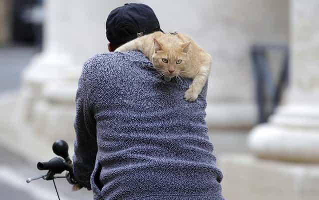 A man rides his bicycle with a cat on his shoulder next to Saint Peter's Square in Rome March 7, 2013. (Photo by Max Rossi/Reuters)