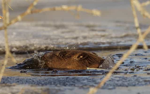 A beaver swims in a icy channel of the Nalibokskaia Pushcha reserve near the village of Rum, some 85 km (53 miles) west of Minsk, March 7, 2013. (Photo by Vasily Fedosenko/Reuters)