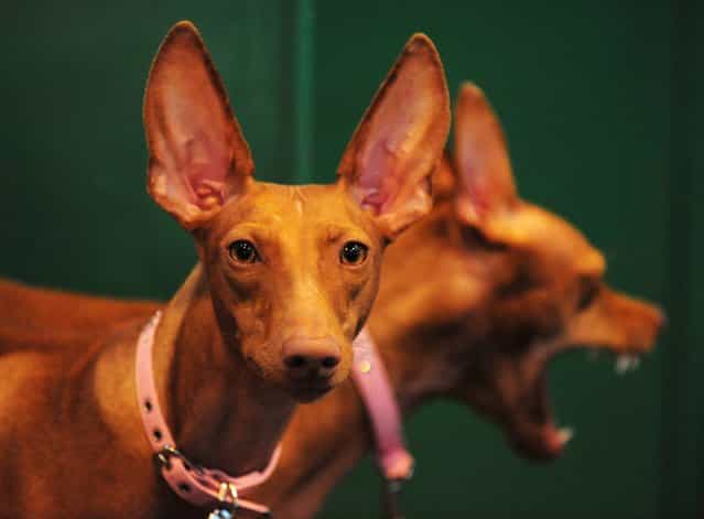 Cirneco dell'Etna hounds at Crufts 2013, NEC, Birmingham, on March 7, 2013. (Photo by Rui Vieira/PA Wire)