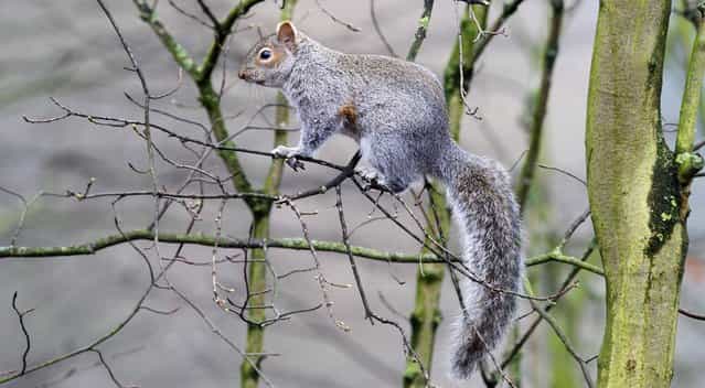 A Grey Squirrel in the trees at Calderstones Park, Woolton, Liverpool, on Friday March 8, 2013. (Photo by Peter Byrne/PA Wire)