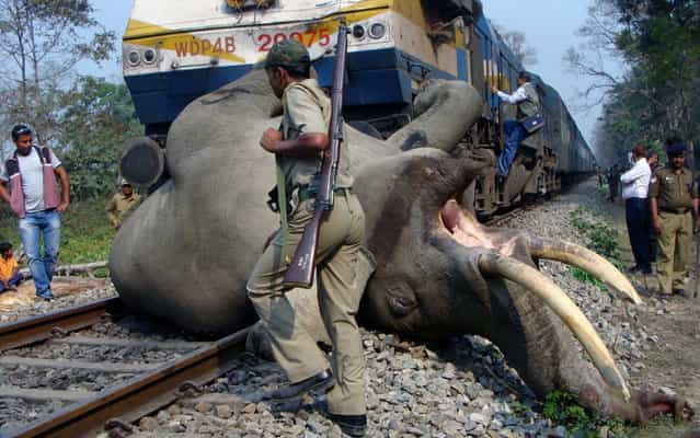 The elephant pictured was killed after it was hit by a train in northeastern India on Tuesday, March 5, 2013, according to NBC News. The train was inside the Buxa Tiger Reserve, an area that elephants pass through as they migrate between India and Bhutan. According to Indian Railway Minister, Pawan Kumar Bansal, [Elephant corridors have been identified by the Forest Department and on such corridors speed restrictions have been imposed and signage boards provided to pre-warn the train drivers], he said. Bansal continued, [In consultation with the Environment and Forest Ministry and the forest departments of state governments, Railways is also attempting to find a more lasting solution in the matter through deposit works consisting of measures such as construction of ramps and underpasses etc, the cost of which will be borne by the Forest Department]. Despite these state-subsidized safeguards, statistics cited by The Times of India indicate that as many as 49 elephants may have been killed on train tracks since 2010. (Photo by STR/AFP Photo)