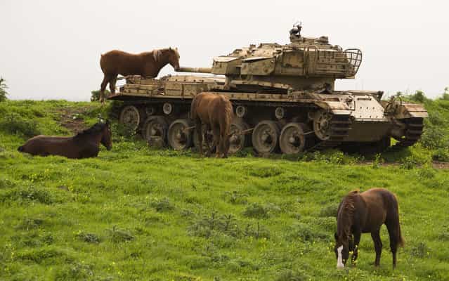 Horses roam near a former Israeli tank in a field along the border between Syria and Israel, in the Golan Heights on March 8, 2013. (Photo by Jack Guez/AFP Photo)