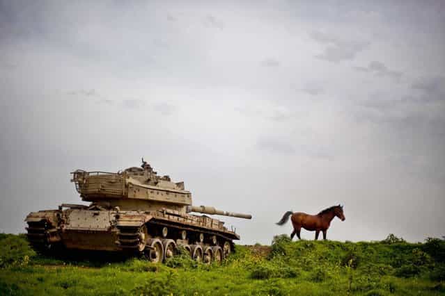 A horse runs in a pasture next to an old Israeli tank in the Israeli-controlled Golan Heights on the border with Syria, March 8, 2013. (Photo by Ariel Schalit/Associated Press)