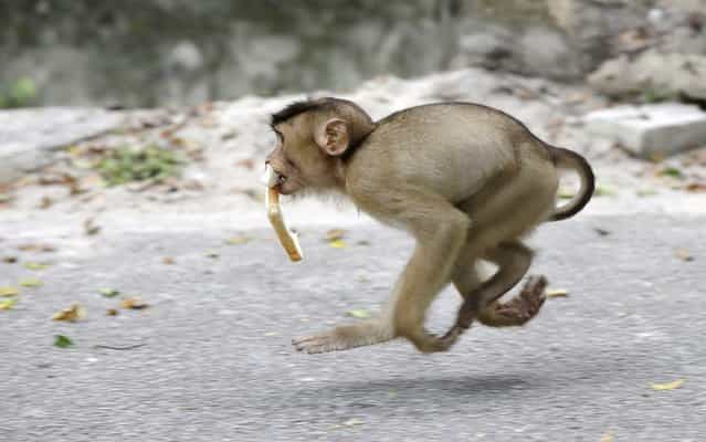 A monkey runs away with a piece of bread in it's mouth at a park in a suburb of Kuala Lumpur, Malaysia, Monday, March 4, 2013. (Photo by Mark Baker/AP Photo)