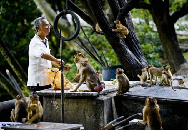 A man prepares to feed a troop of monkeys at a park in a suburb of Kuala Lumpur, Malaysia, on March 4, 2013. (Photo by Mark Baker/Associated Press)