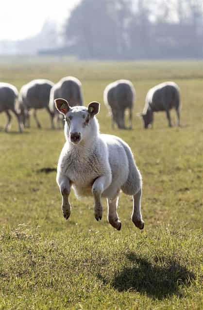 A happy lamb jumps in a field near Berkel en Rodenrijs, the Netherlands, on March 4, 2013. Due to the nice spring weather the sheep were released from their barn earlier than usual. (Photo by Arie Kievit/EPA)