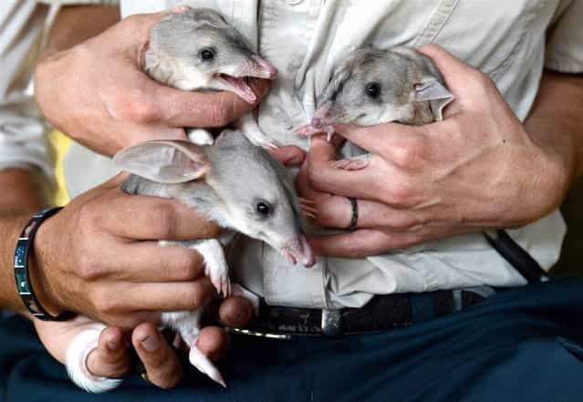 One month-old male triplet bilby joeys make their first appearance at Dreamworld on the Gold Coast, Queensland, on March 6, 2013. The Bilby, a nocturnal marsupial, is listed as endangered in Queensland and a vulnerable nationally. (Photo by Dan Peled/EPA)