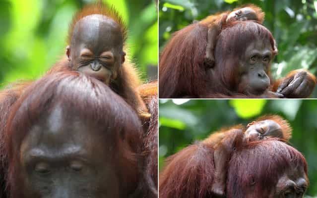A 1-month-old endangered Bornean orangutan sleeps on his mother, Miri, in Singapore on March 6, 2013. The Singapore Zoo is renowned for its flagship animal, the orangutan, and exhibits the endangered Bornean and critically endangered Sumatran subspecies in a social setting. It is also known for its efforts in promoting and educating the public about the importance of wildlife conservation. (Photo by Wong Maye-E/AP Photo)