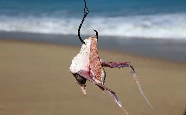 Bait hangs on a hook as researchers fish for sharks in Palm Beach. (Photo by Lannis Waters/Palm Beach Daily News)