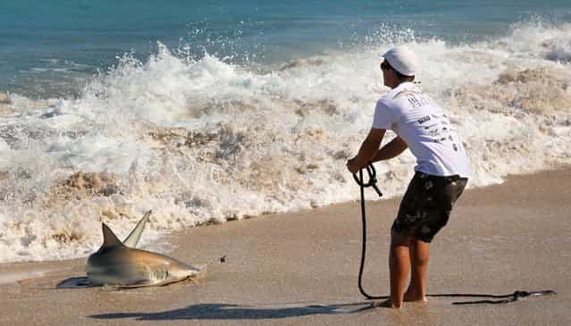 Josh Jorgensen hauls ashore a blacktip shark. (Photo by Lannis Waters/Palm Beach Daily News)