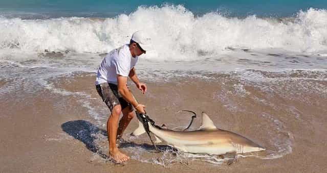 Attaching a rope to its tail, Jorgensen pulls the shark up onto the beach where researchers can work on it. (Photo by Lannis Waters/The Palm Beach Post)