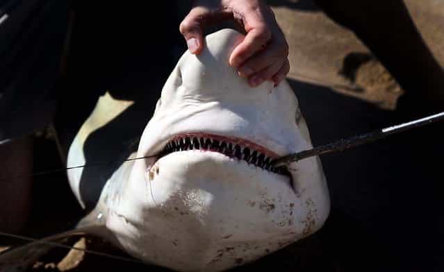 Researchers remove the hook from the shark's mouth. (Photo by Lannis Waters/Palm Beach Daily News)