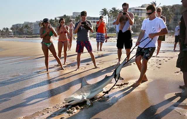 As beachgoers watch and take photos, Jorgensen hauls the shark ashore. Jorgensen is working with researchers from Nova Southeasten University and St. Mary's Hospital to collect and analyze bacteria from sharks' mouths to help improve the selection of antibiotics used for victims of shark bite victims. They have caught 19 sharks so far, including the two 6-foot backtips they caught Friday, and hope to collect 50 for the project, including some from the Bahamas to get more species. (Photo by Lannis Waters/Palm Beach Daily News)