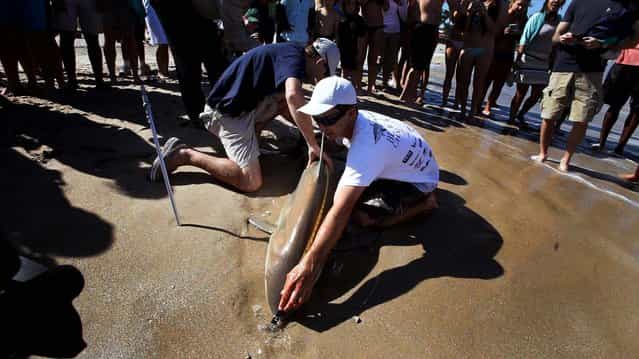 Jorgensen and Nathan Unger, an assistant professor at Nova Southeastern University, measure the blacktip shark. (Photo by Lannis Waters/Palm Beach Daily News)
