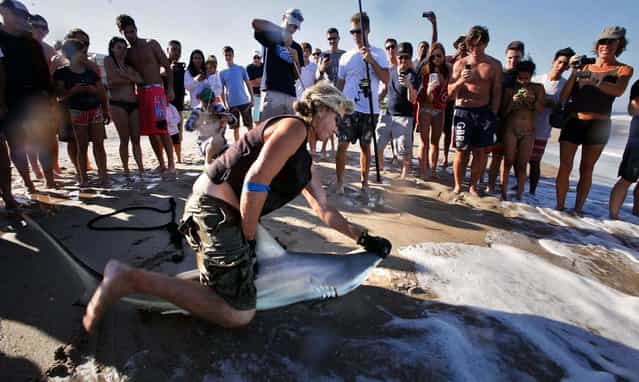 Surrounded by a crowd of curious beachgoers, Tom Kieras, a shark fisherman from Jupiter who works to spread information about sharks and protect them, holds down a blacktip while Jorgensen and Unger prepare to take samples. (Photo by Lannis Waters/Palm Beach Daily News)