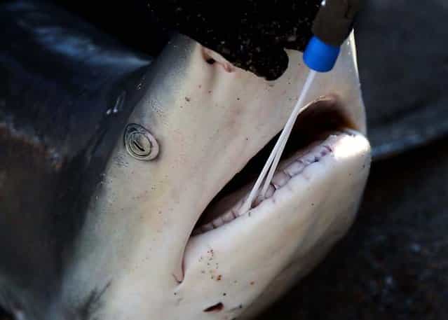 Samples are taken from the shark's mouth so the bacteria can be analyzed to help improve the selection of antibiotics used for shark bite victims. (Photo by Lannis Waters/Palm Beach Daily News)