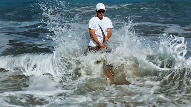 Jorgensen gets ready to release the shark. (Photo by Lannis Waters/Palm Beach Daily News)