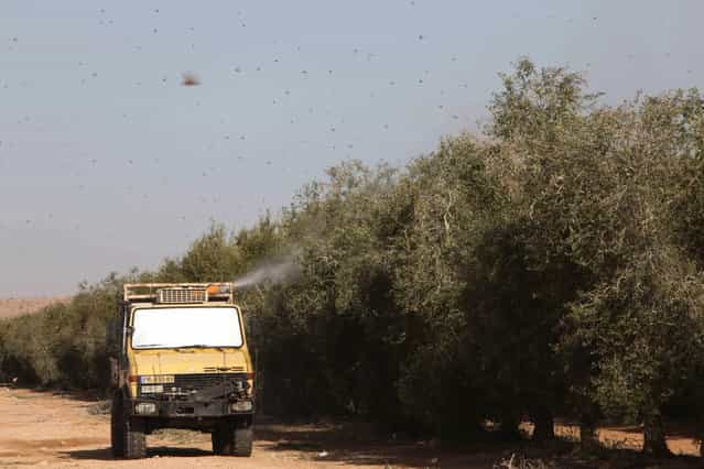 A menacing swarm of locusts that entered southern Israel earlier this week has been largely smitten, according to the Israeli government and local reports. But some of the insects' ilk may be back later this week. (Photo by Eliyahu Hershkovitz)
