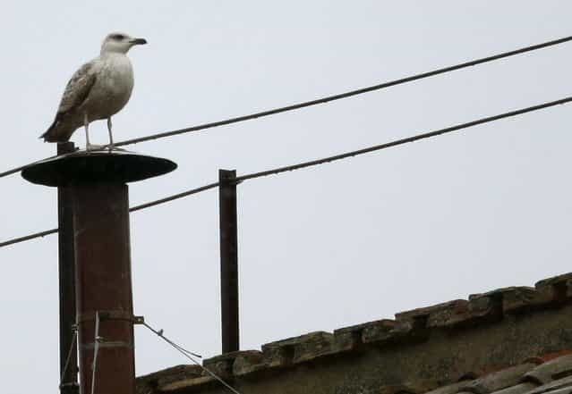A seagull rests on the chimney of the Sistine Chapel in Saint Peter's Square at the Vatican March 13, 2013. After a first inconclusive vote, Cardinals began the process of choosing a new pope in earnest on Wednesday, praying for inspiration at the start of the first full day in a conclave to choose a leader for the Catholic Church. (Photo by Max Rossi/Reuters)