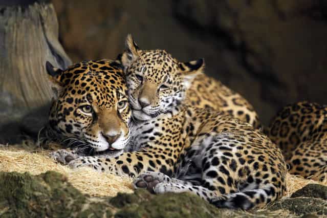 Stella the mother and her cub Zean rest together at The Milwaukee County Zoo Zean and B'alam are the two newest jaguar cubs with the mother Stella who are now on public exhibit, at four months old. B' alam (who has larger and darker spots as well as a square space on her forehead showing no spots) name means "Great and powerful king in Mayan. Zean encompasses the Belize people living and working in Belize, with all cultures. She has smaller, almost greyish spots on her coat. The names were revealaed at the Milwaukee County Zoo, Wednesday, March 13, 2013. Journal Sentinel photo by Rick Wood/RWOOD@JOURNALSENTINEL.COM