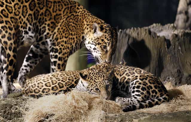 In foreground B'alam and mother Stella and hidden in background is Zean as they rest in their enclosure at the Milwaukee County Zoo . Zean and B'alam are the two newest jaguar cubs with the mother Stella who are now on public exhibit, at four months old. B' alam (who has larger and darker spots as well as a square space on her forehead showing no spots) name means "Great and powerful king in Mayan. Zean encompasses the Belize people living and working in Belize, with all cultures. She has smaller, almost greyish spots on her coat. The names were revealaed at the Milwaukee County Zoo, Wednesday, March 13, 2013. Journal Sentinel photo by Rick Wood/RWOOD@JOURNALSENTINEL.COM